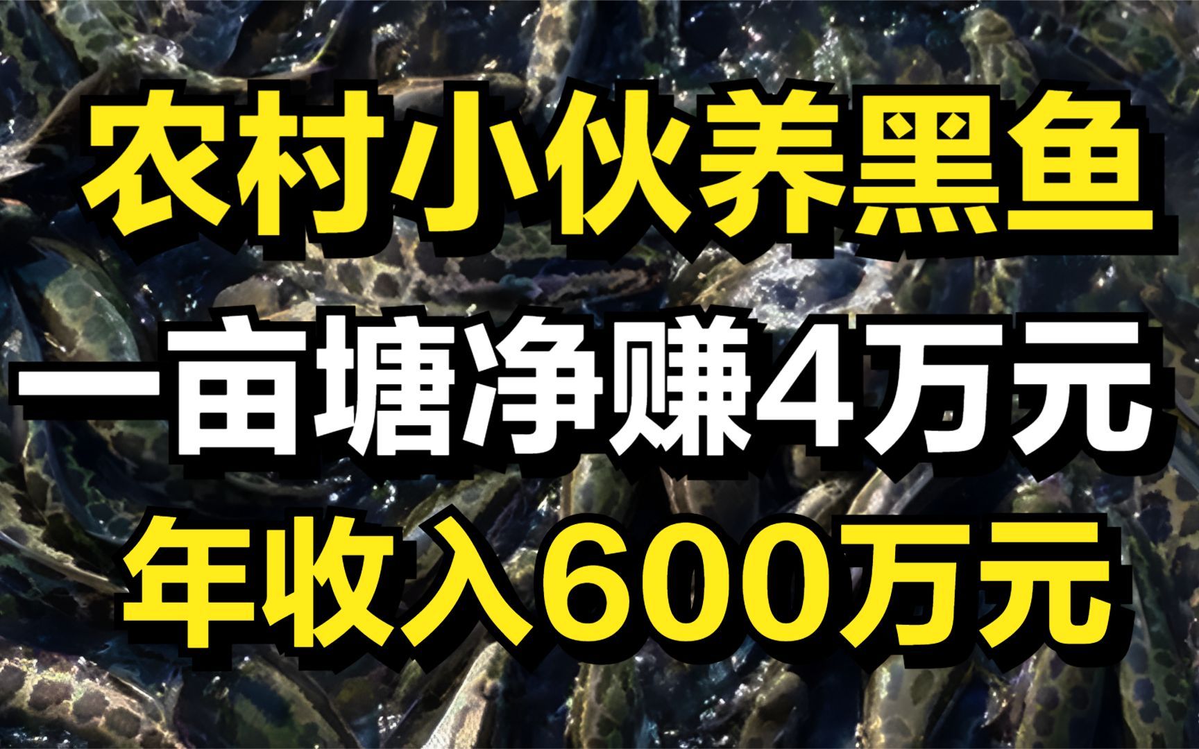 农村小伙养黑鱼,一亩塘能净赚4万元,年收入高达600万元!哔哩哔哩bilibili