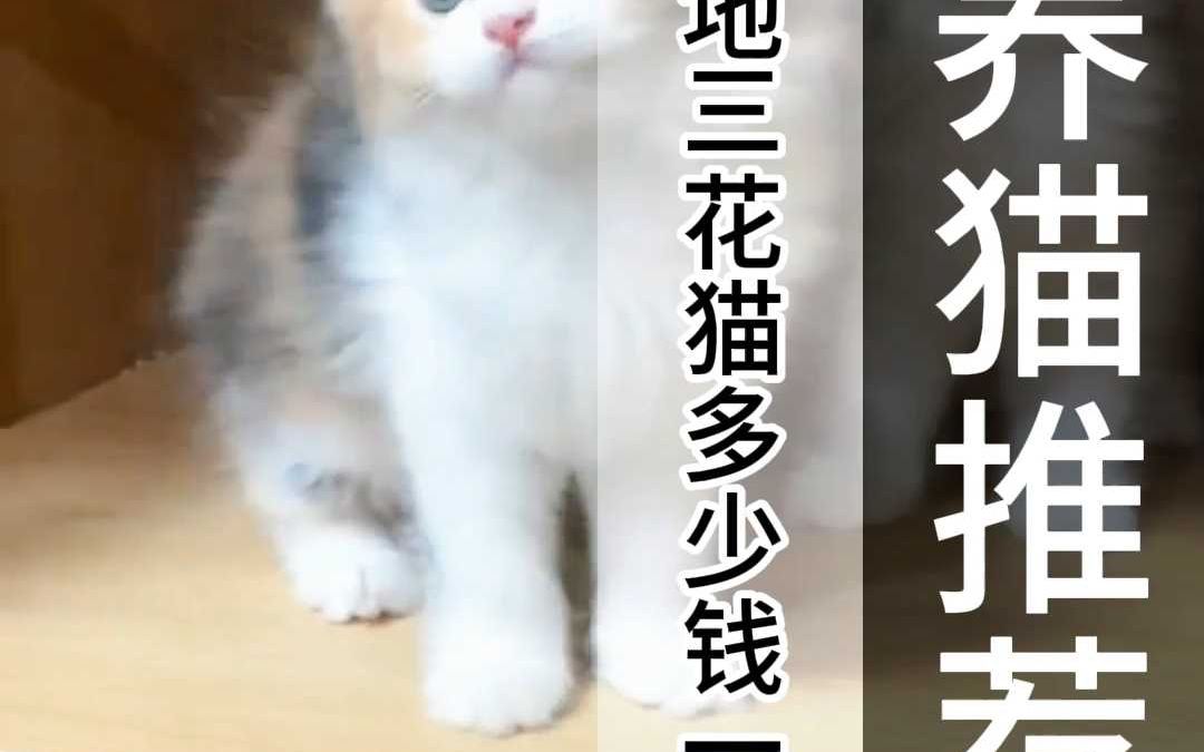 三花猫多少钱一只呢?哔哩哔哩bilibili