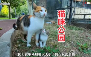 Download Video: 这里竟然生活着数百只流浪猫，你想来这里撸猫吗？