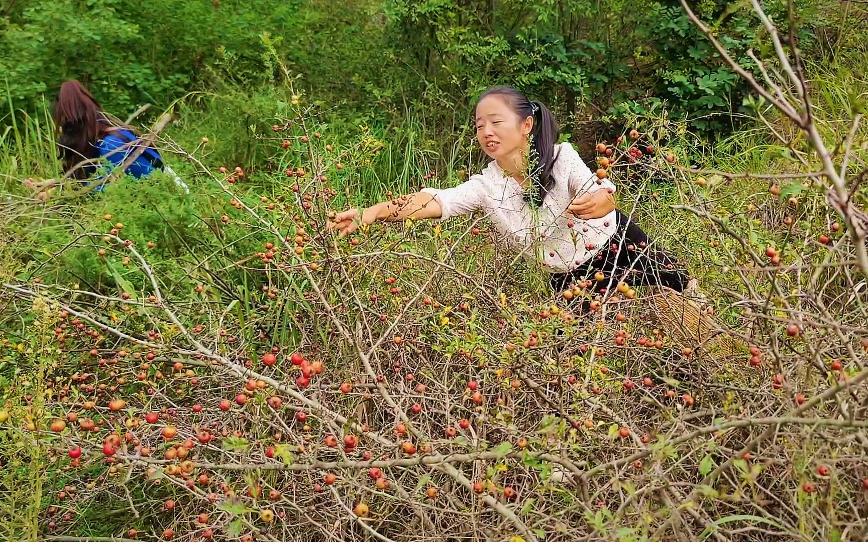 表妹带着上山采摘野山楂,没想到遇见老窝了,红彤彤的摘着真过瘾哔哩哔哩bilibili