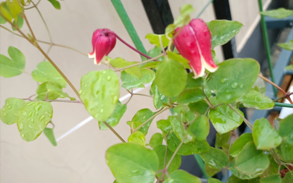 铁线莲 铃铛 樱桃唇 万花筒_哔哩哔哩_bilibili