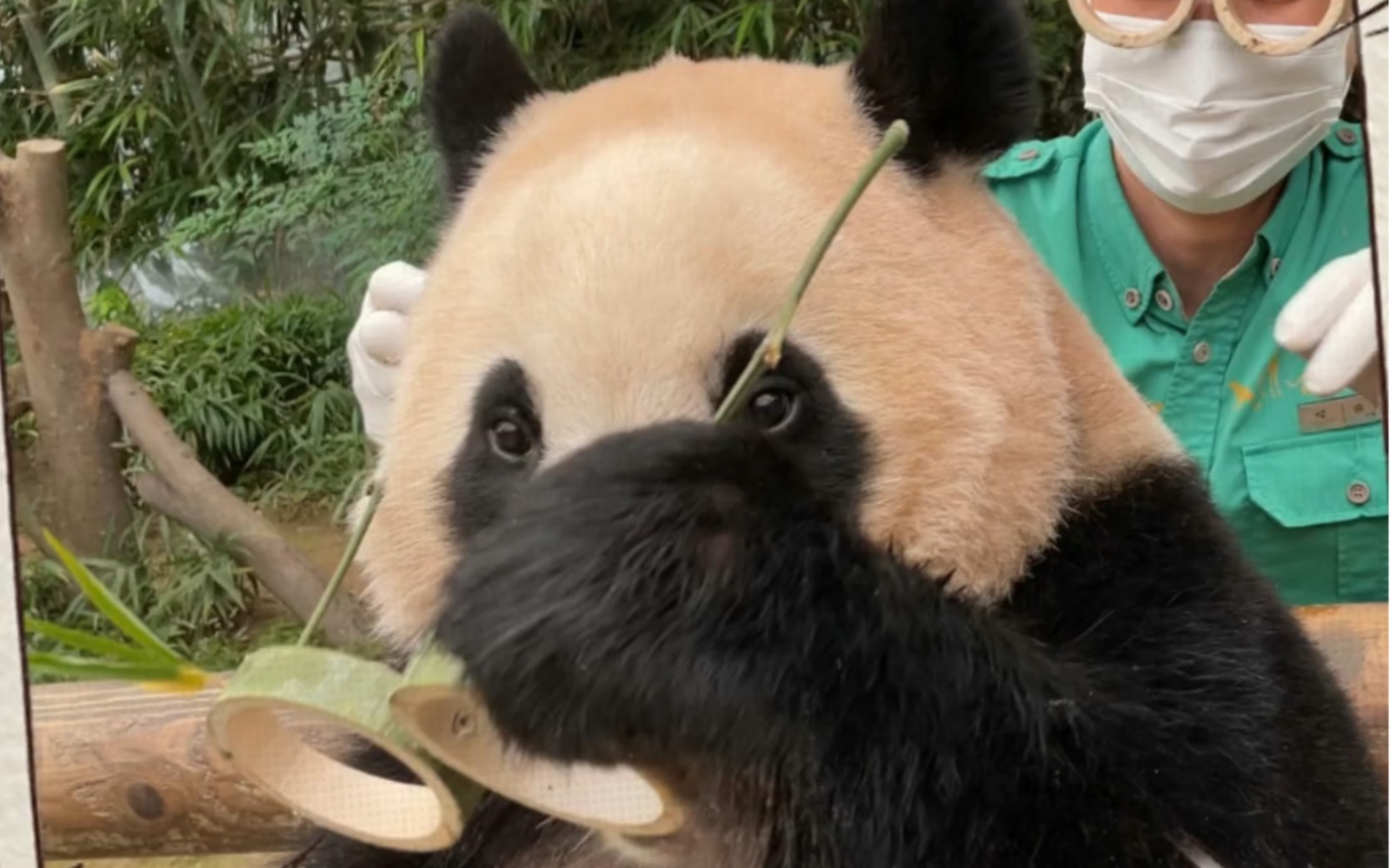 【大熊猫福宝】戴眼镜的敬业福