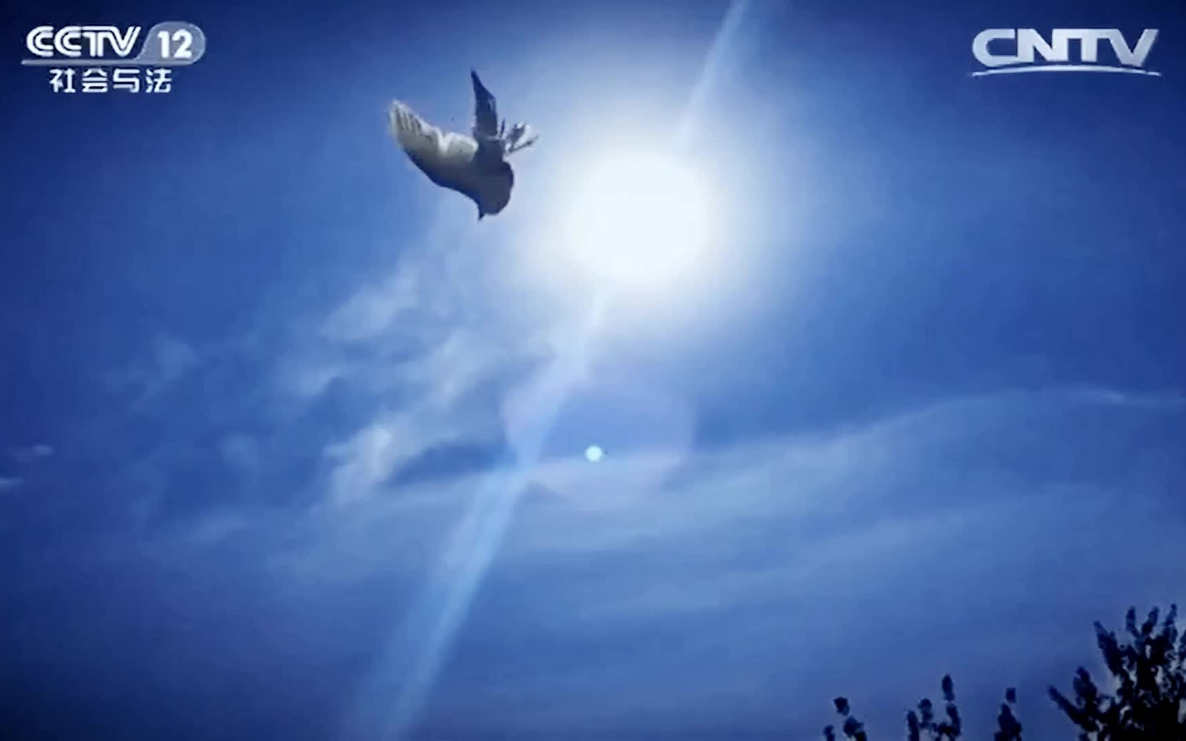 【白鸽】你自由了,可以像鸽子一样飞翔了