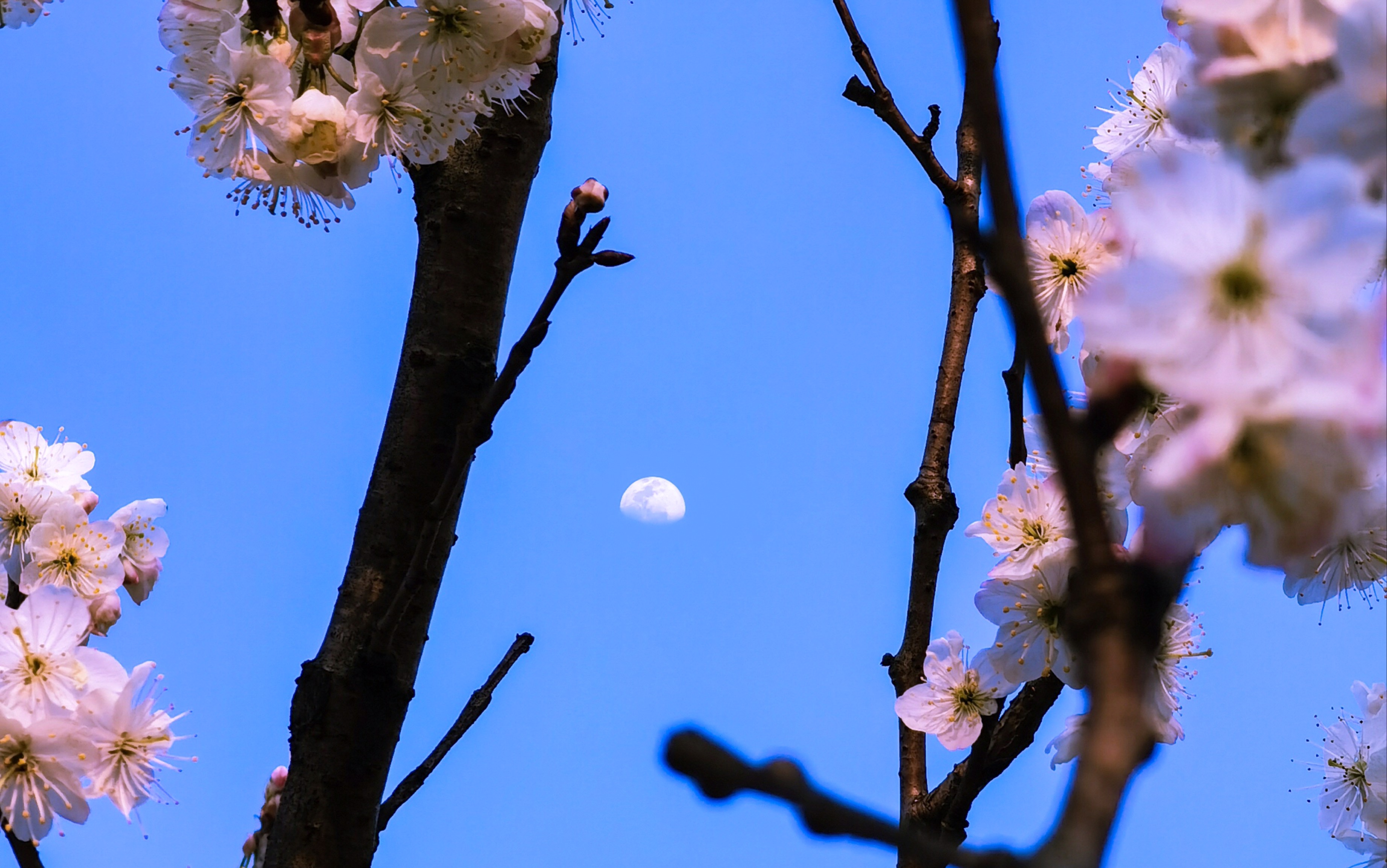 手机摄影春天樱花与月亮照片后期调色ps修图壁纸
