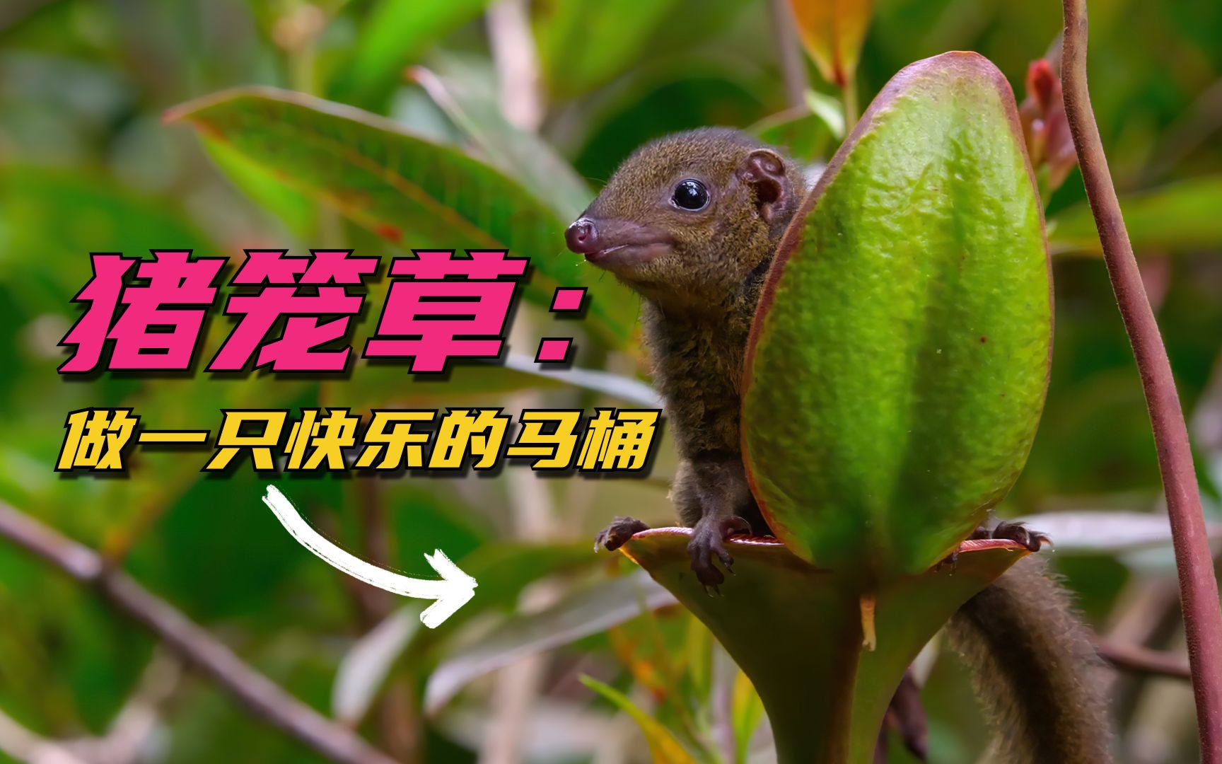猪笼草为了获取肥料能有多拼？热带雨林那些事儿-知了解压萌物-知了解压萌物-哔哩哔哩视频