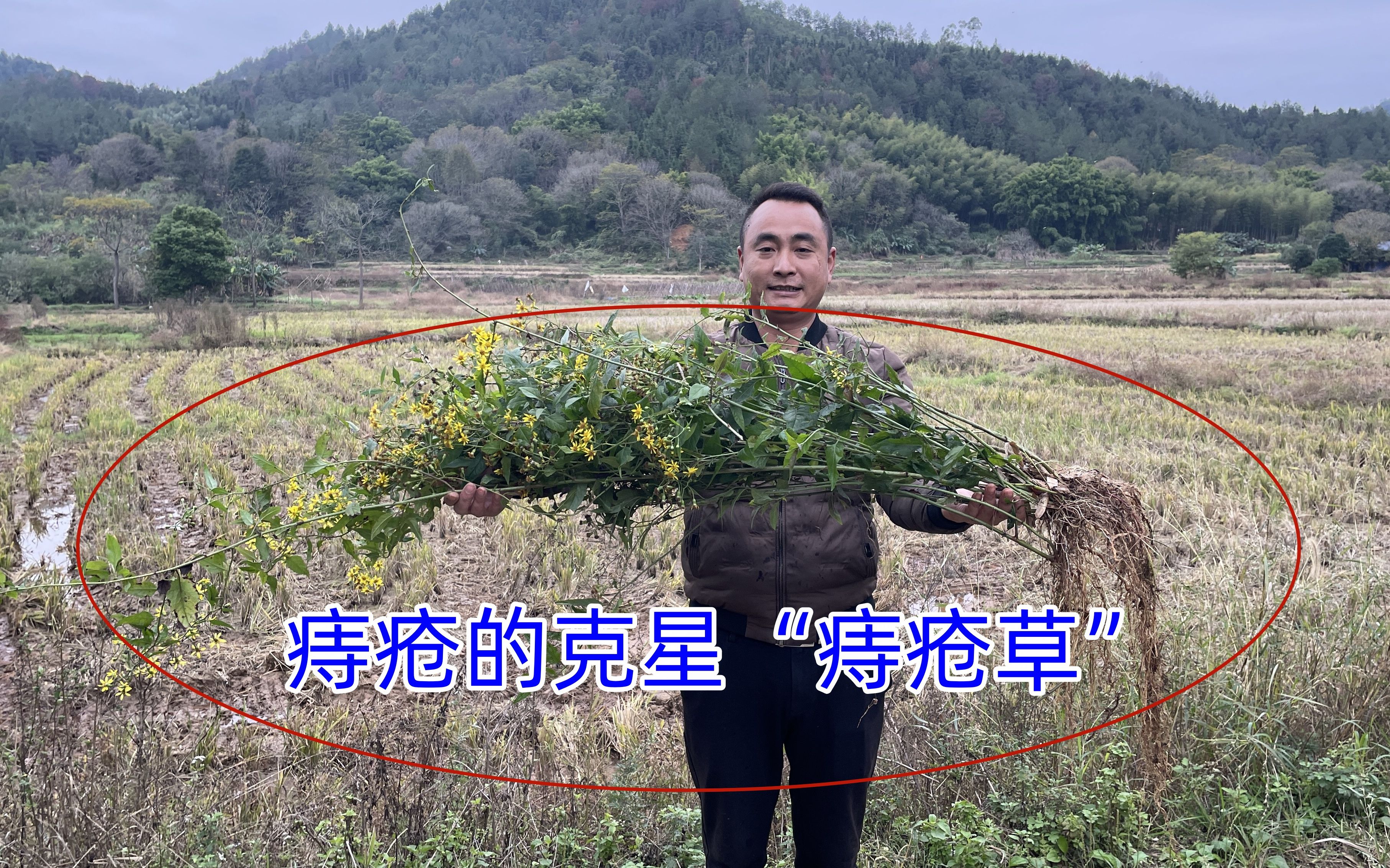 野苋菜根治痔疮图片