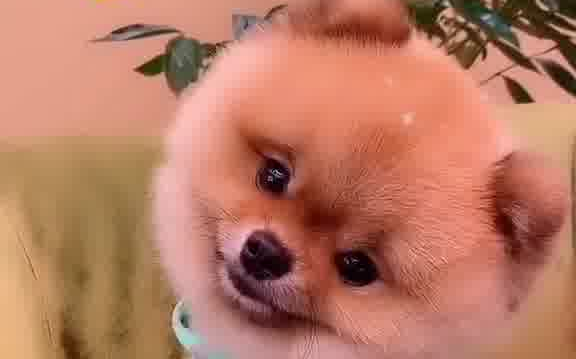 买萌的狗狗,来笑一个98