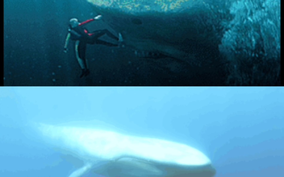 巨齿鲨vs蓝鲸