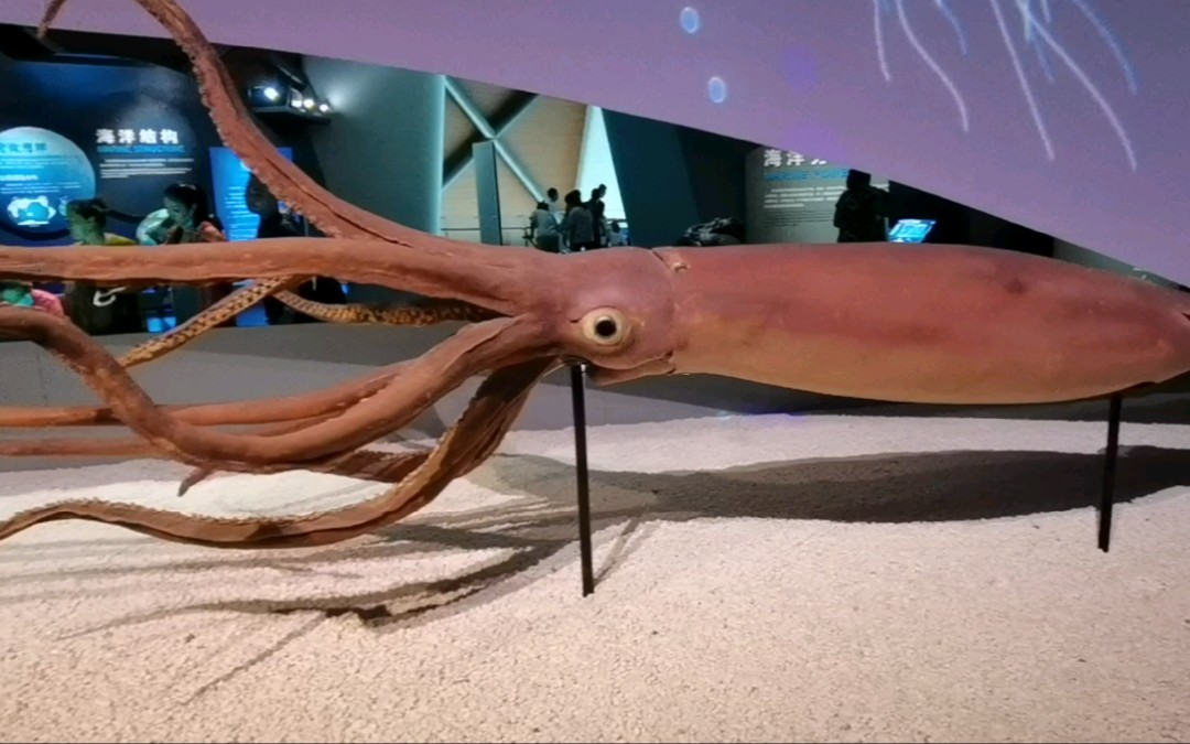 亲子游之天津海洋博物馆|国内唯一的大王乌贼塑化标本