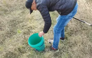 下载视频: 野生扬子鳄栖息地偷鱼，恶意报复过我家。 —— 野生扬子鳄张龙守护者   护鳄世家