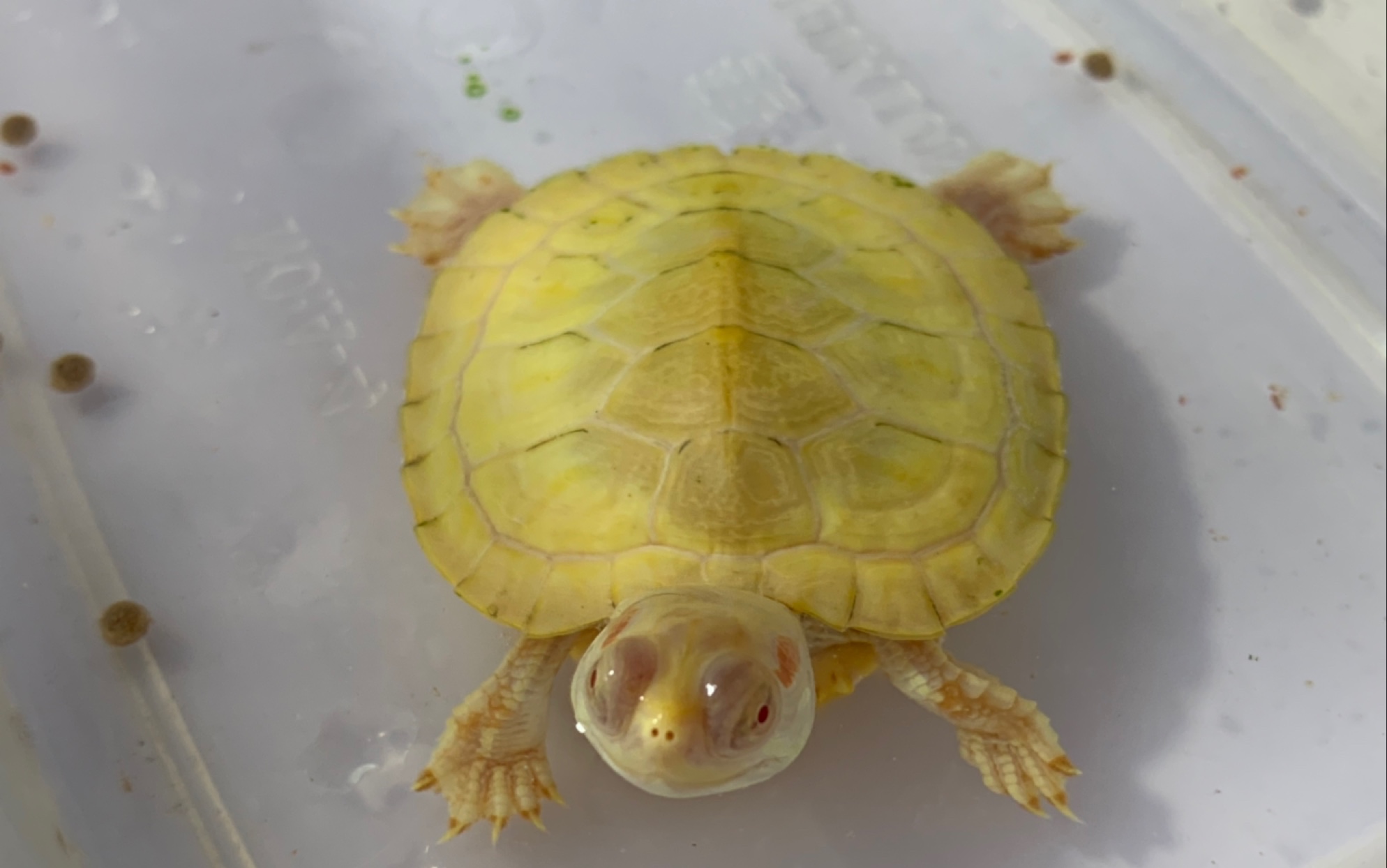 白巴吃粮之后就省力很多了_哔哩哔哩 (゜-゜)つロ 干杯~-bilibili