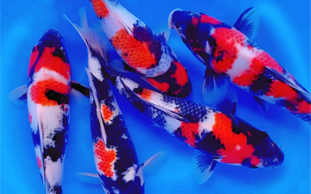 大日昭和三色锦鲤,当岁二十五公分观赏鱼.