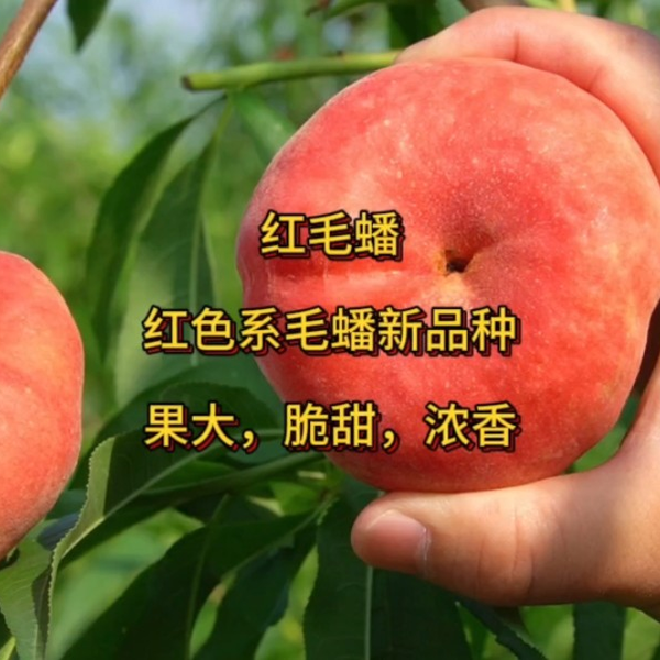 红毛蟠，果个大，6月早熟红色系的毛蟠桃中难得一见的品种，核小