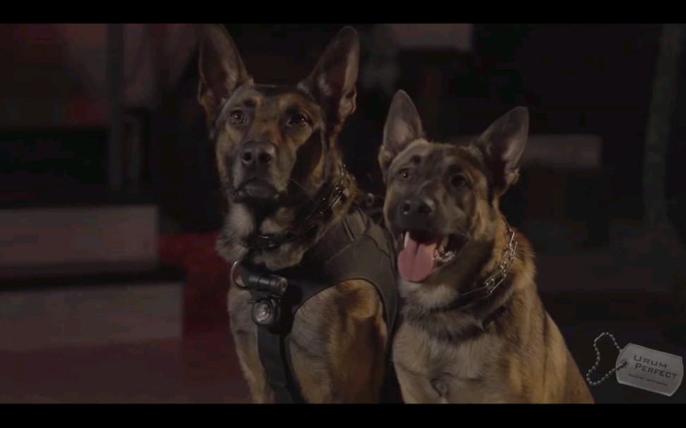 [图]无言的战友K9(军犬&警犬)