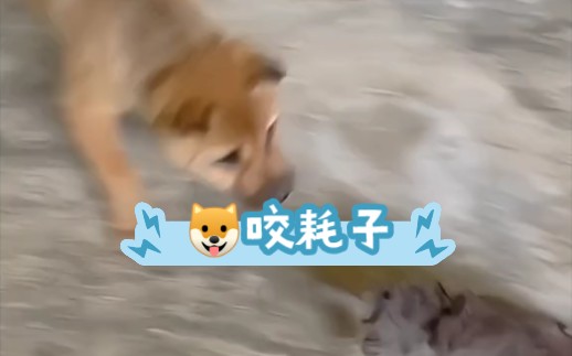 狗咬耗子哔哩哔哩bilibili