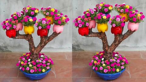 盆栽花卉树状太阳花 美美哒 哔哩哔哩