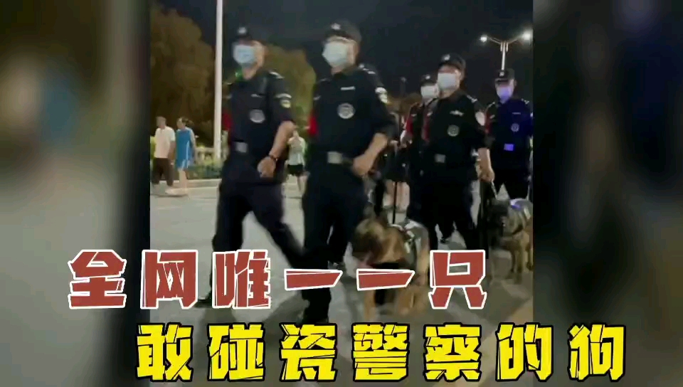 [图]全网唯一一只敢碰瓷警察的狗，最后混成了警犬！