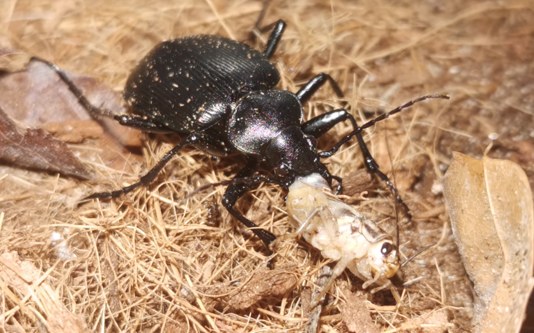 【捕食】蠢星步甲