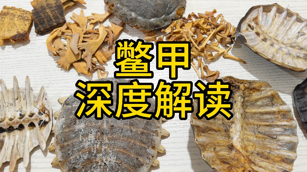 鳖甲 深度解读 教你一些你能用到的知识哔哩哔哩bilibili