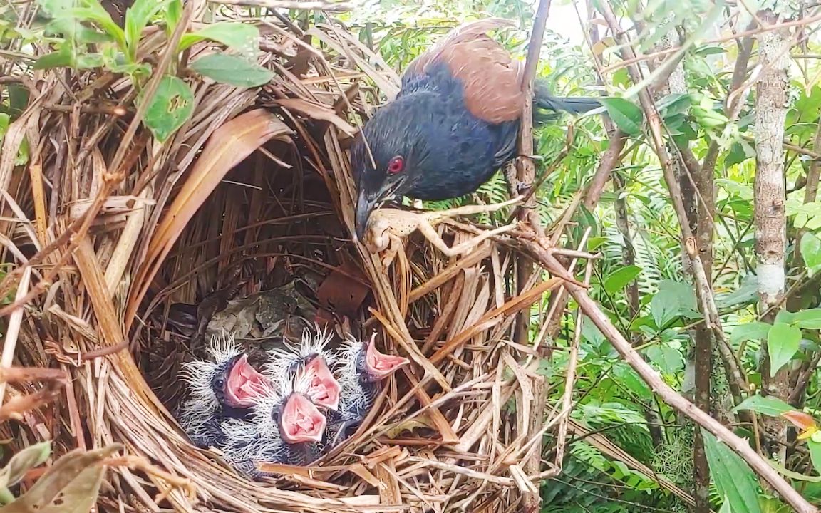 红毛鸡育雏:鸟妈捕来田鸡喂给幼鸟