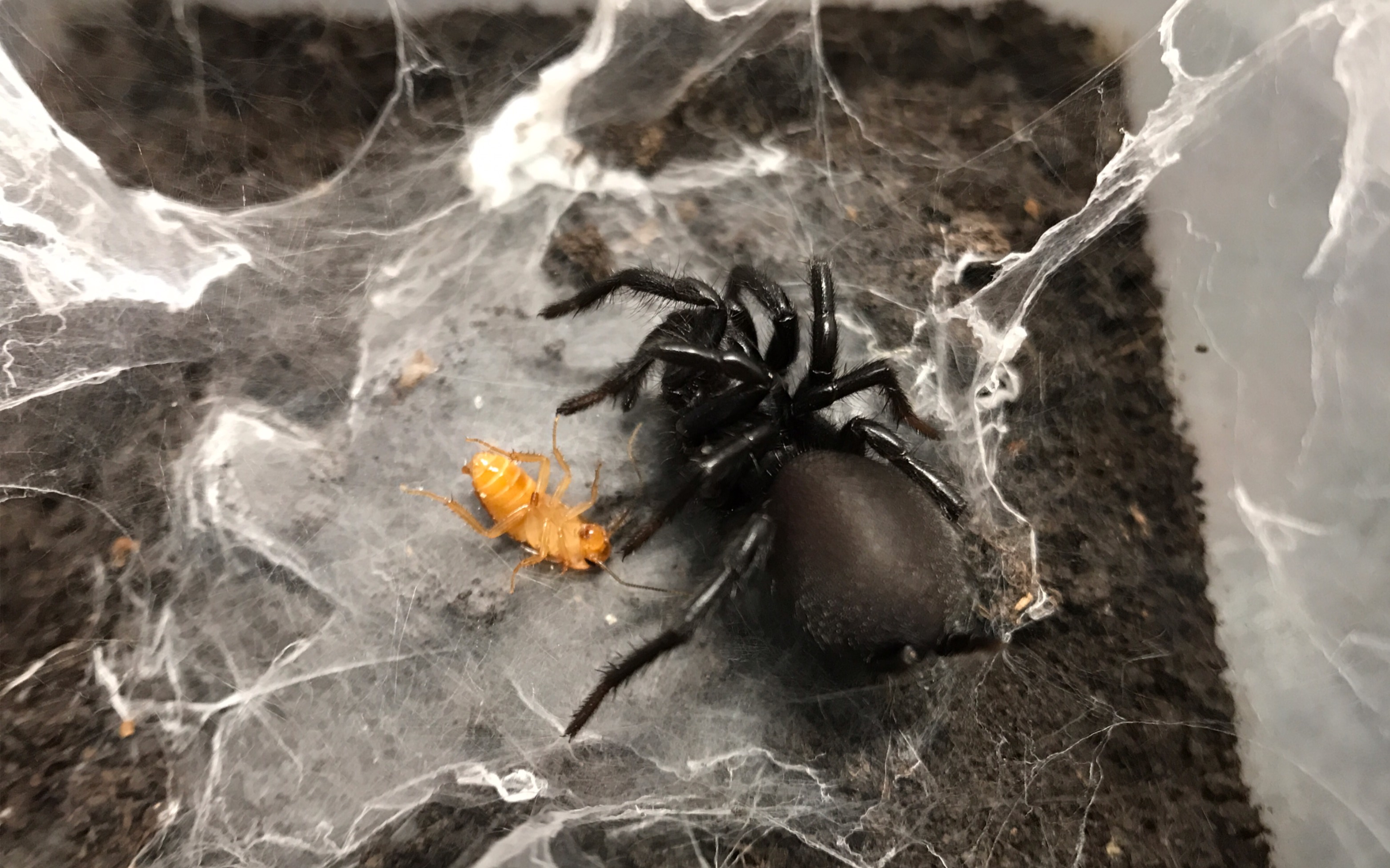 【触形大疣蛛】略为迟钝的杀手