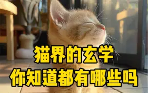 Download Video: 养猫真的能招财！