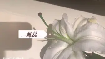清华附中郑州学校生物实践作业—解剖百合花2