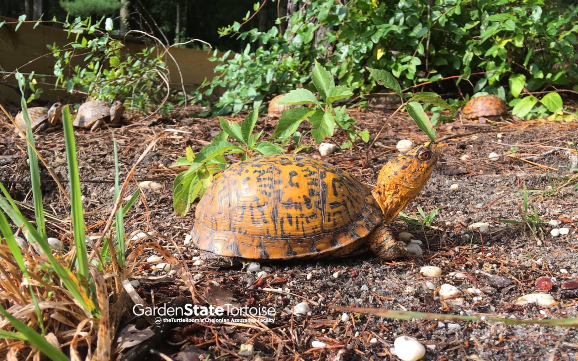 无与伦比的东部箱龟