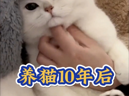 科学调查研究表明,养猫人10年后!哔哩哔哩bilibili