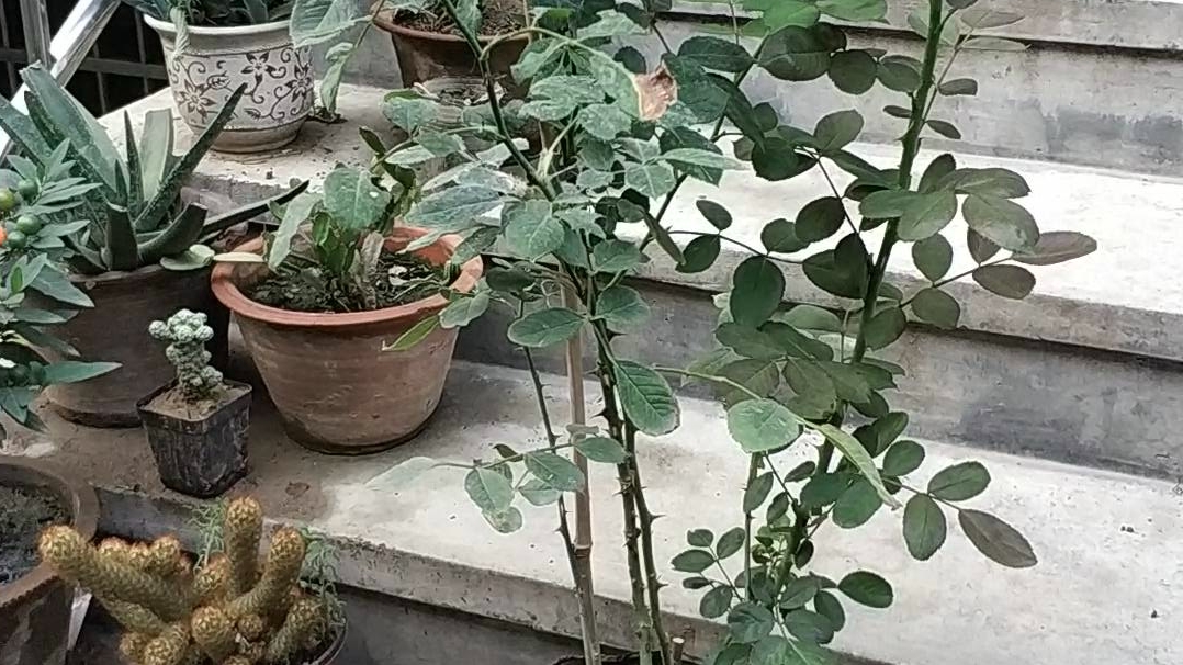 月季花云南和江苏苗有啥区别