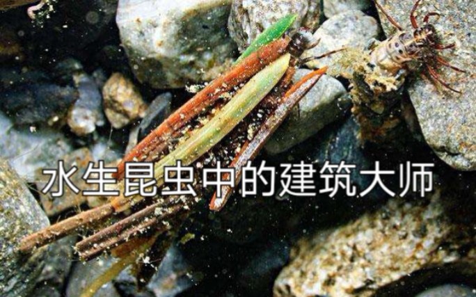 [图][水生昆虫系列]毛翅目篇，水下的建筑大师，还能在水下结网捕食。