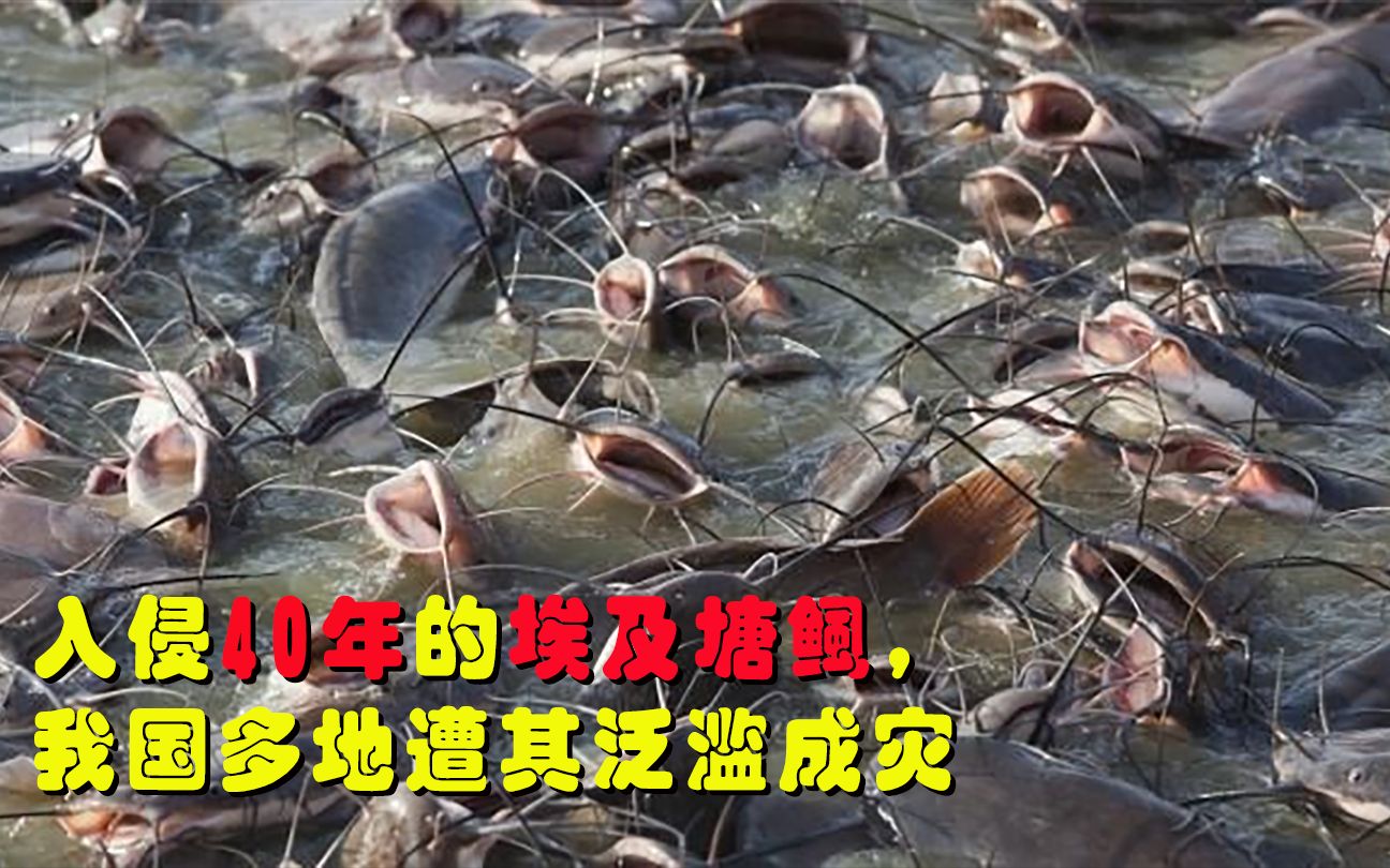 入侵我国40年的埃及塘鲺,繁殖力变态,珠江长江黄河都遭殃?