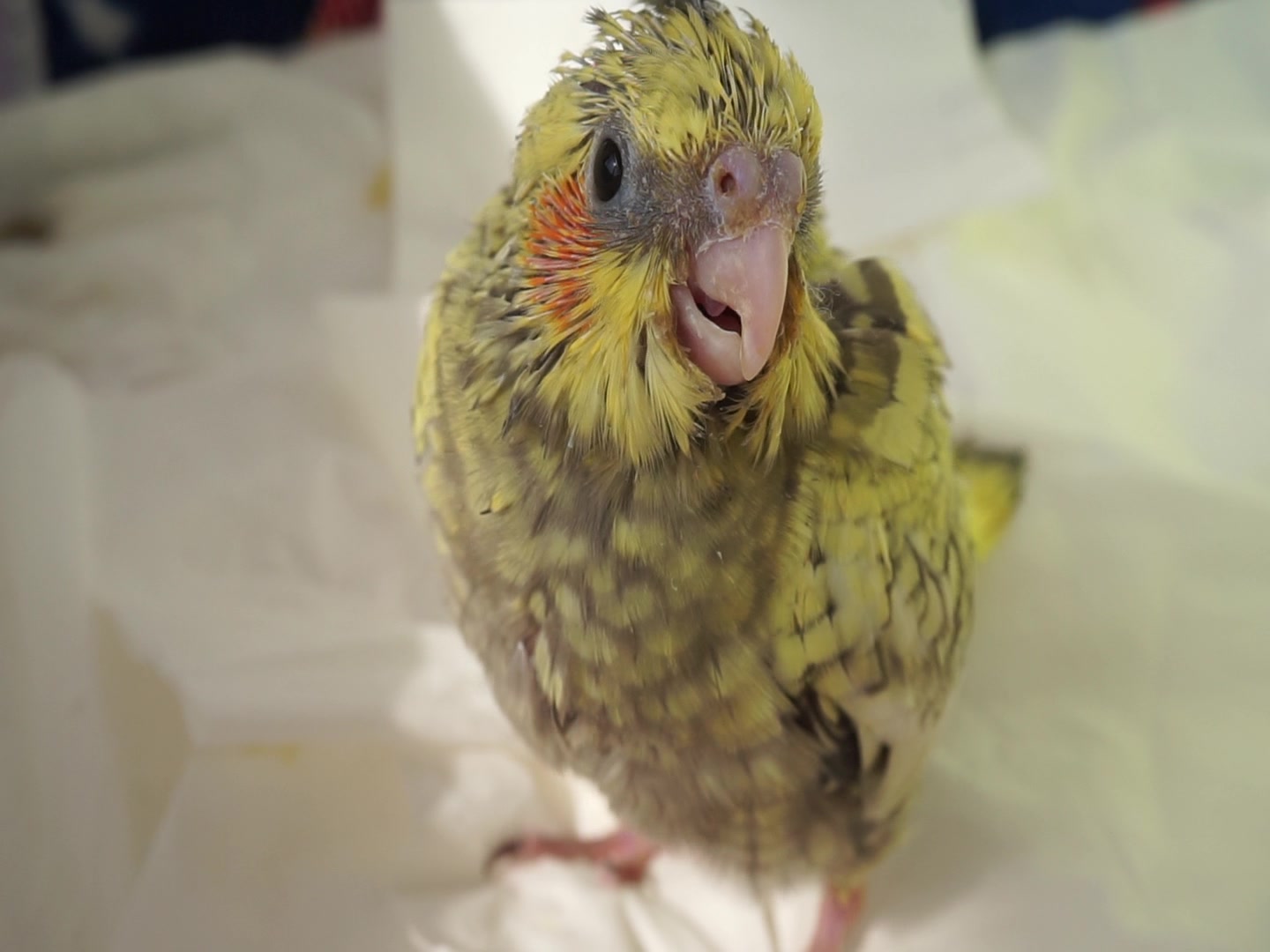 感受奶气玄凤雏鸟的索食叫声虽然叫了十秒就睡着了