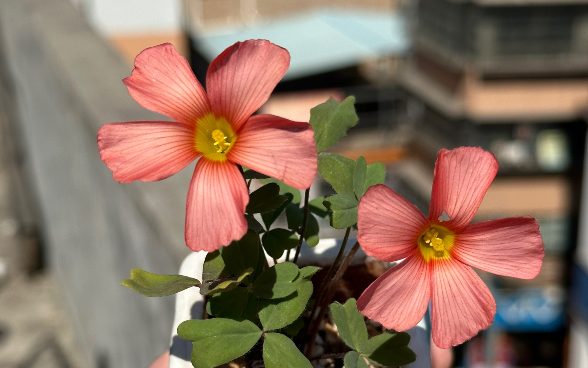 移栽出来的酢浆草(奸细)开花了