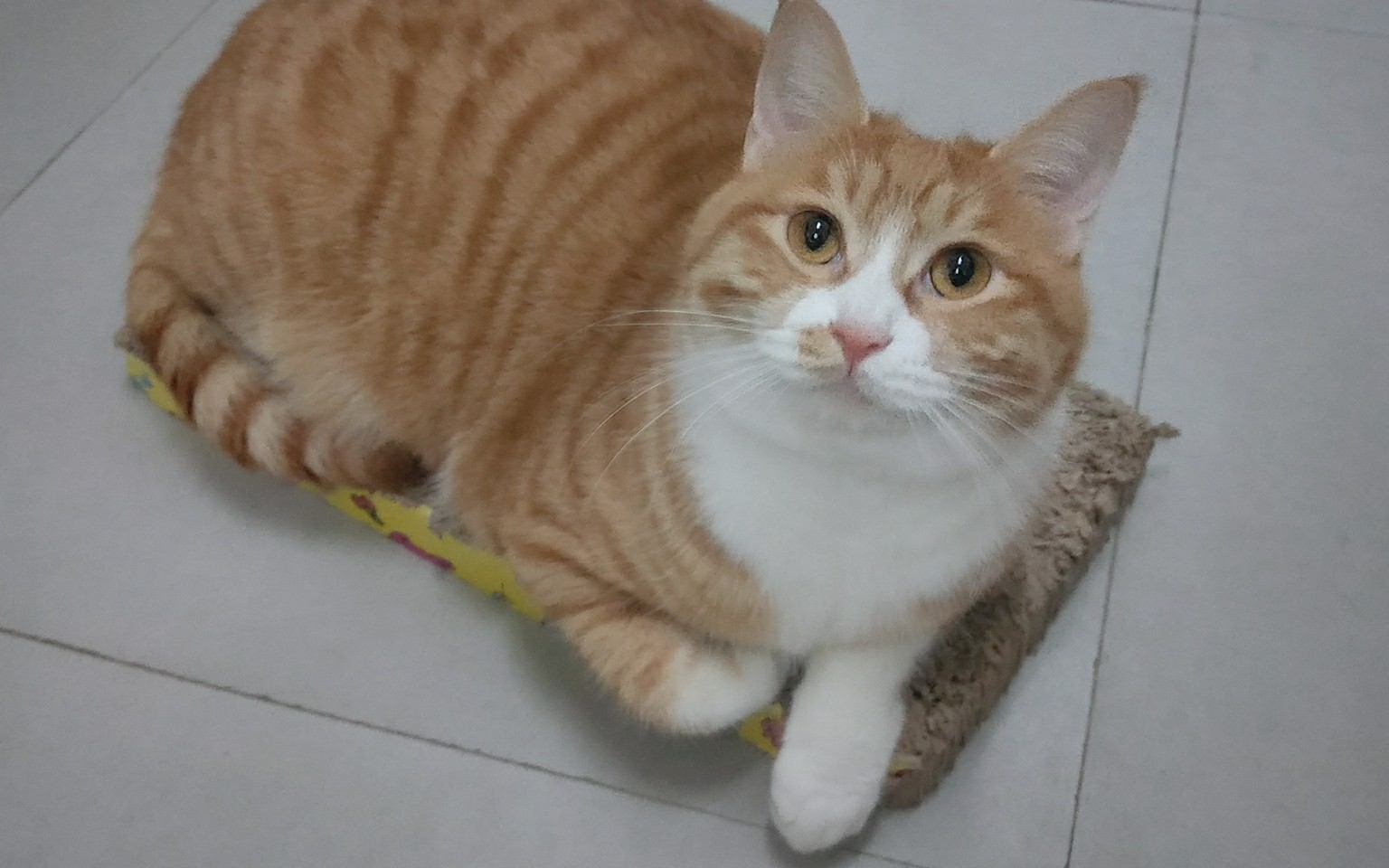 [胖橘] 一只又懒又肥的橘猫 胖橘:活动量有点大,让我赶紧吃口饭补充一