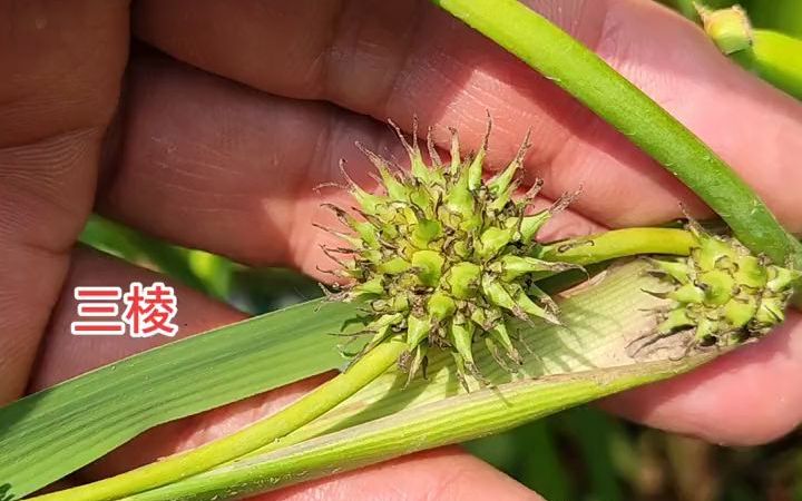 【植物科普】三棱:黑三棱科植物黑三棱的块茎.植物名:黑三棱.哔哩哔哩bilibili