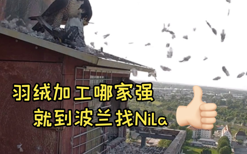 【Nila家】游隼Nila为屋顶加装羽绒保暖(2023.05.29)哔哩哔哩bilibili