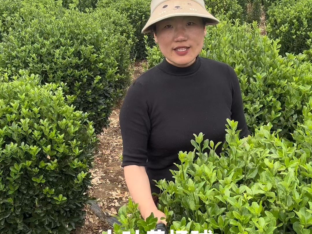 大叶黄杨球 大叶黄杨球价格 大叶黄杨球基地 黄杨球 黄杨球价格 冠幅