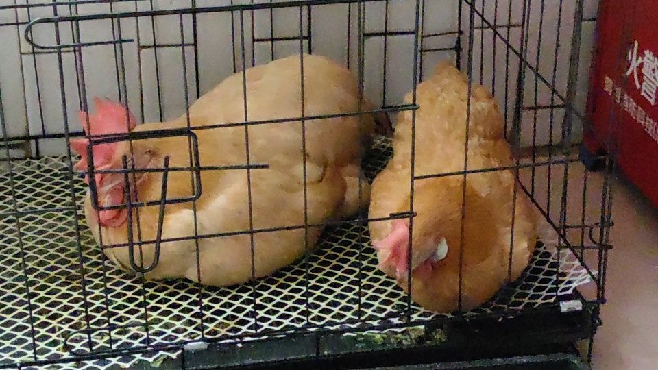 下大雨了,母鸡们犯困睡觉了