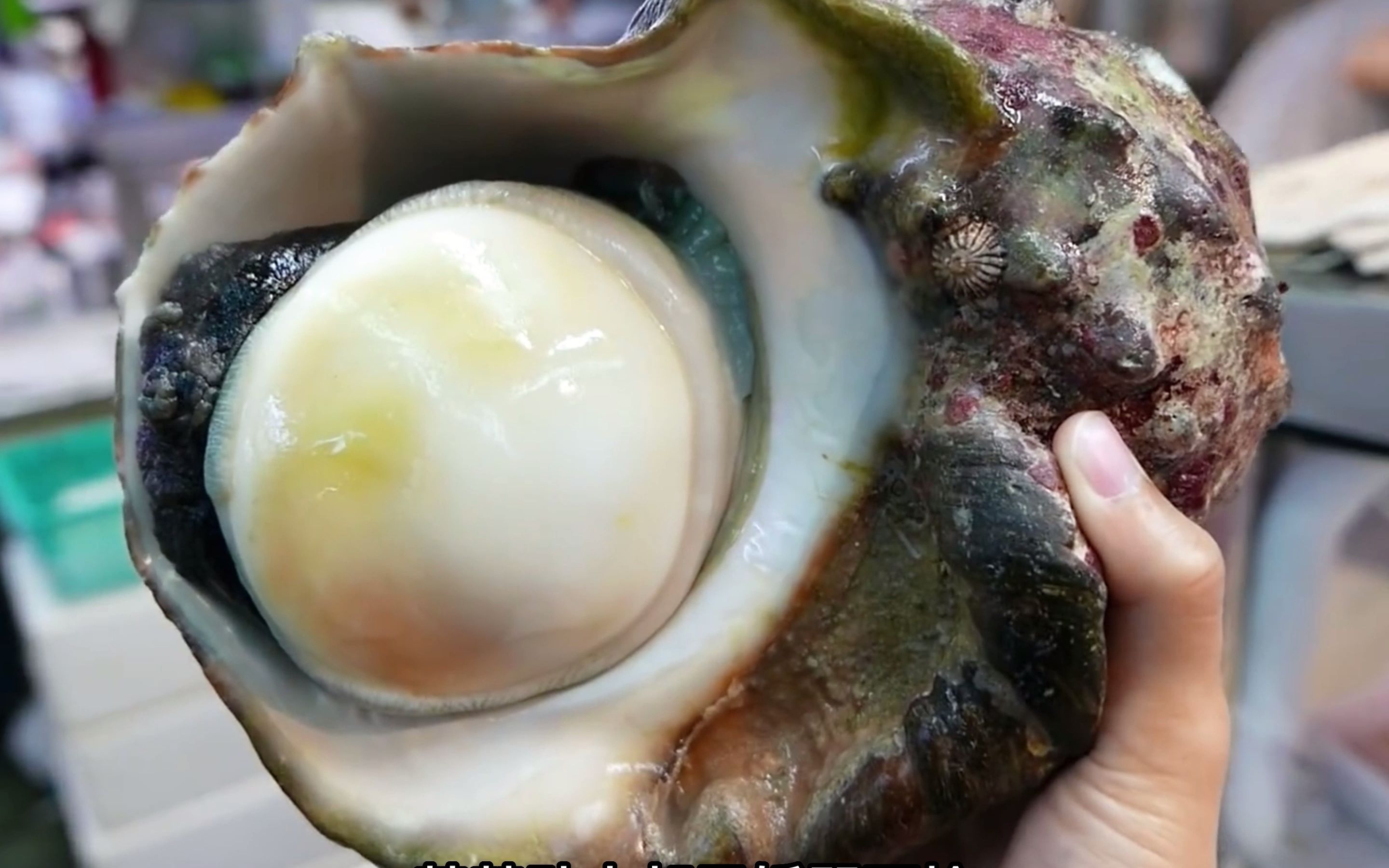 小日子超大号海蜗牛刺身是你喜欢的吗