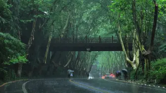 下载视频: 南京今天雨中梧桐梧桐大道