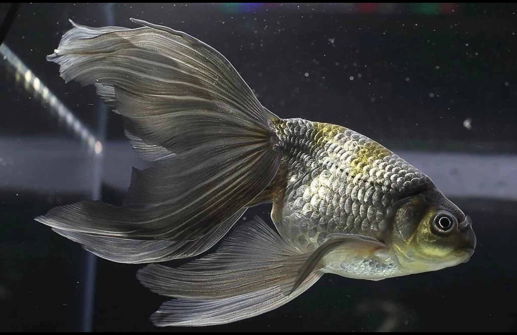 金鱼史上最神秘的存在——蓝丹凤