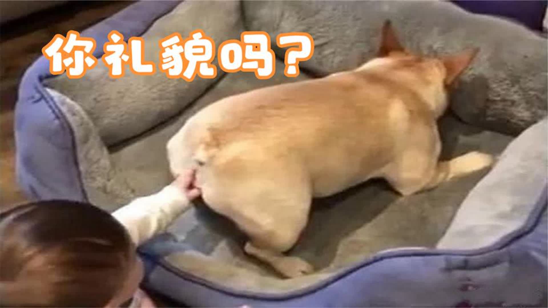 宝宝戳中狗狗菊花,狗子瞬间脸色大变,汪:这是人干的事吗!