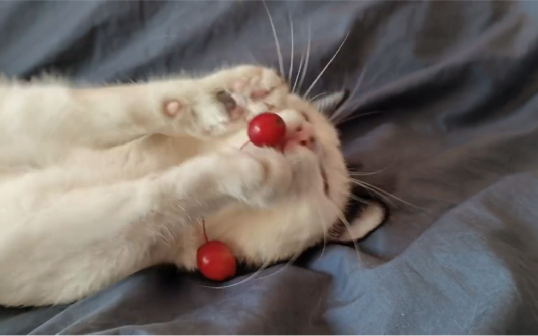 修猫咪和小樱桃