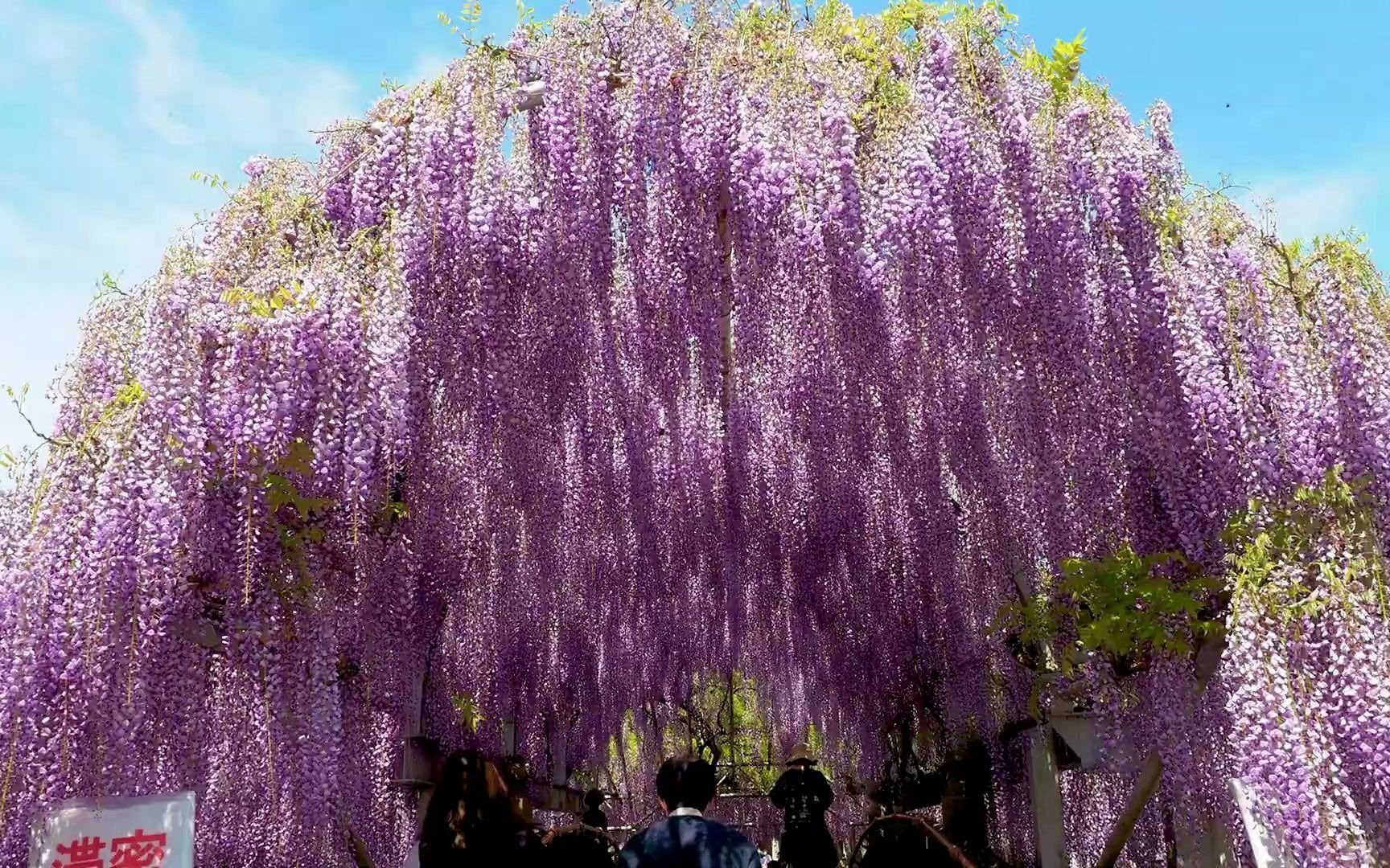 [图]一年一度的紫藤花在怒放， 来自日本FUKUOKA的600岁大藤