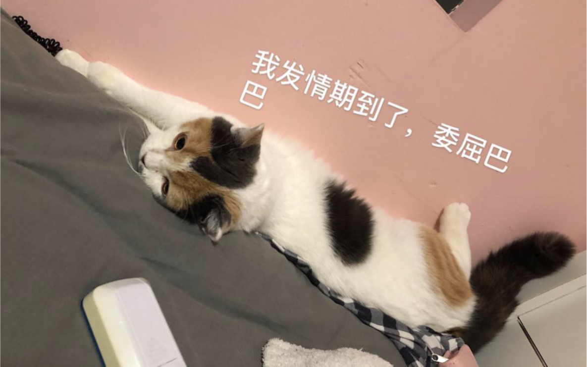 小猫咪发情期到了,怎么办呢,哔哩哔哩bilibili