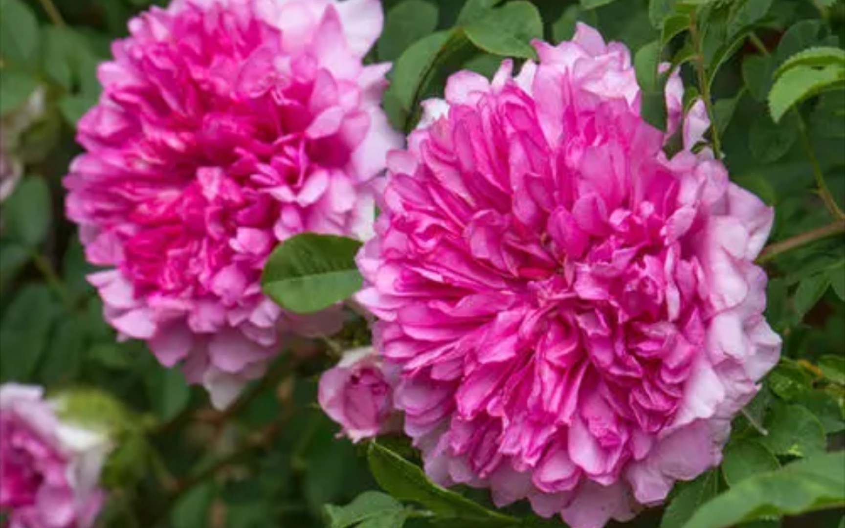 重瓣刺梨/r. roxburghii tratt. f.