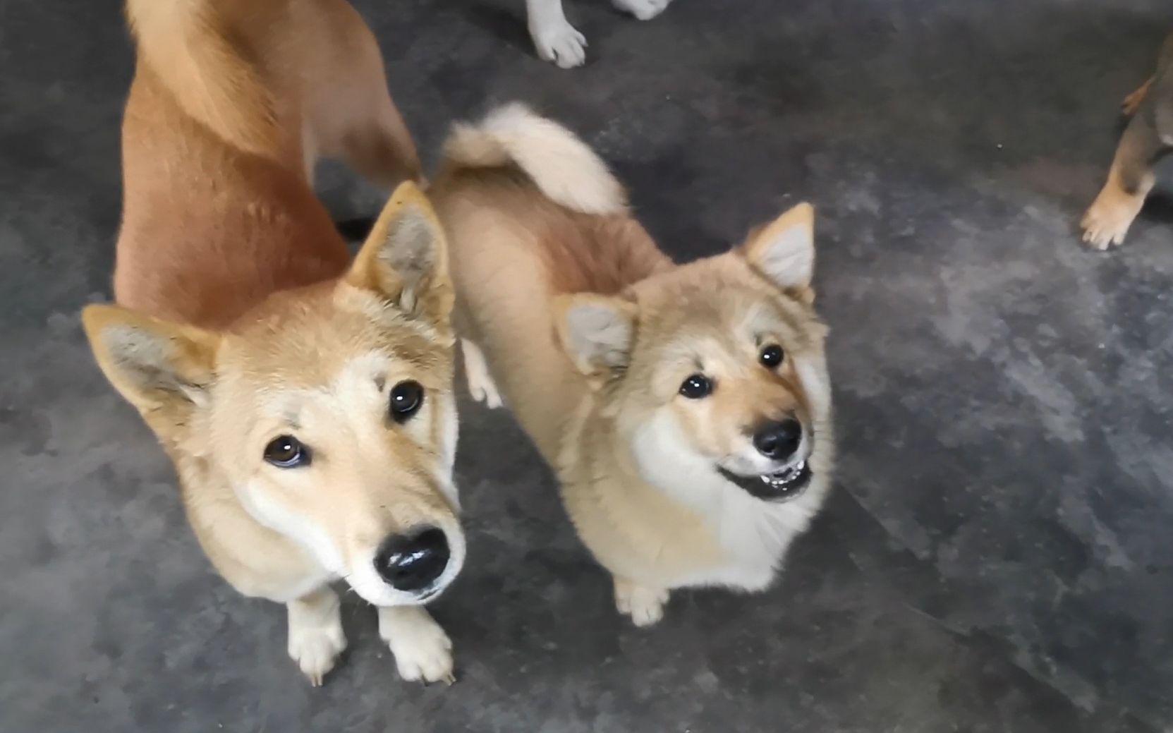 就喜欢看这群土狗白饭都能秒光的样子_哔哩哔哩_bilibili