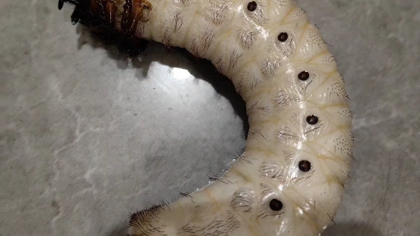 南洋大兜虫幼虫标本