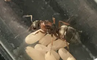 冬蚁 搜索结果 哔哩哔哩 Bilibili